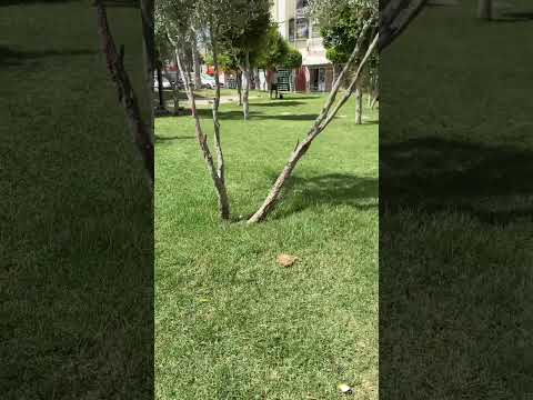 شقة in طنجة - 350.000 د.م