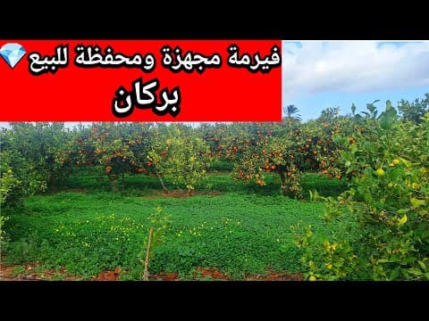 فيرمة للبيع مجهزة في بركان، المغرب - أرض in بركان - 5m² - 4.000.000 د.م