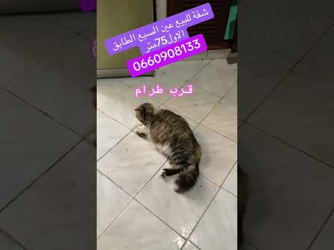 شقة للبيع عين السبع قرب طرام - شقة in الدار البيضاء - 75m² - 580.000 د.م