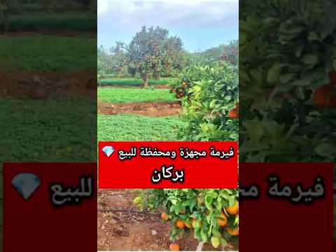 فيرمة للبيع مجهزة ومحفظة في بركان - فيرمة in بركان - 5m² - 4.000.000 د.م